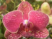 Orhidee 