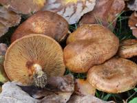 Slender pig's ear (Paxillus involutus) Mushrooms that look like pig's ears are called