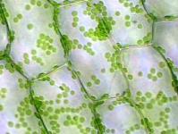 Plastids and their pigments.  Plastids.  botany.  anatomy and morphology Green plastids in a plant cell