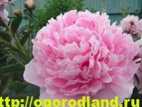 Hoa mẫu đơn thân thảo: những giống tốt nhất cho vườn hoa của bạn