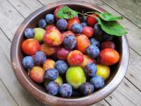 Blue, large, ripe: why do you dream about plums?
