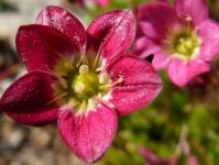 Saxifraga: puutarhan koristelu kukkivalla matolla Saxifraga-kasvin kuvaus