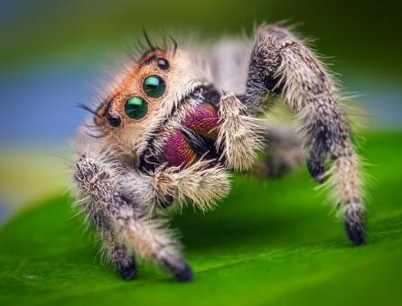 Dream Interpretation: Why does the Spider dream?