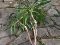 Ruumi yucca paljundamine: kaks huvitavat viisi