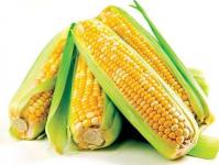 Kaip auginti kukurūzus savo sode