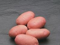 Морфологічні особливості картоплі